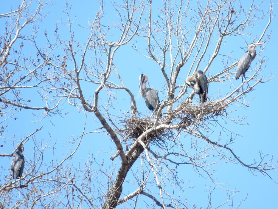 These Great Blue Herons were spotted in a rookery north of the airport in Sioux Falls, SD. It was estimated there were over 50 Herons nesting in this area. Submitted photo
